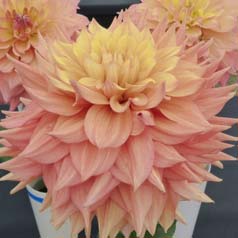 Decorative Dahlia 'Peaches and Cream'